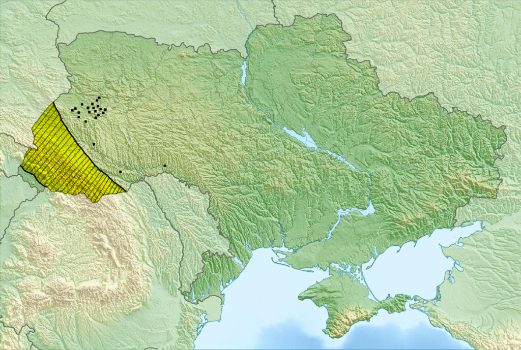 Белоцветы Закарпатья