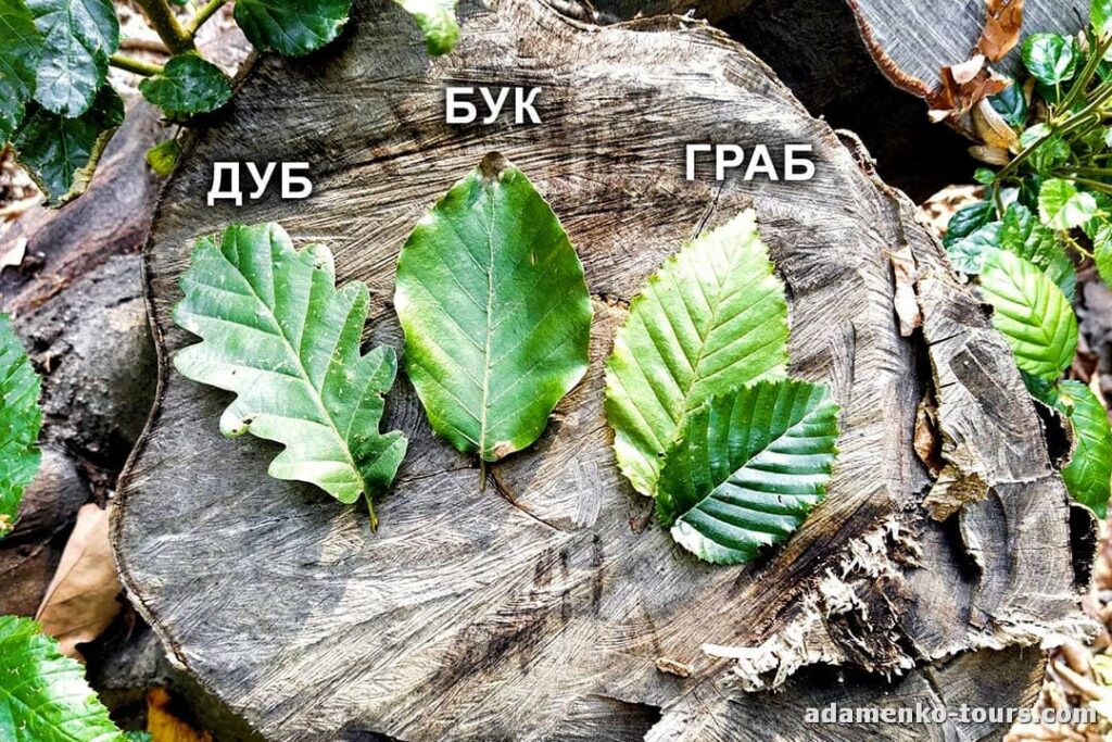 Детская экскурсия Лесная школа