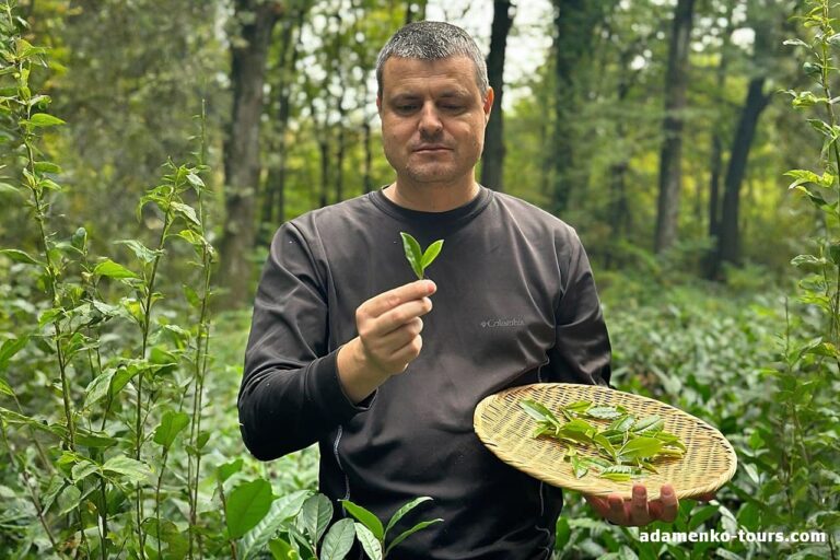 екскурсія на чайну плантацію